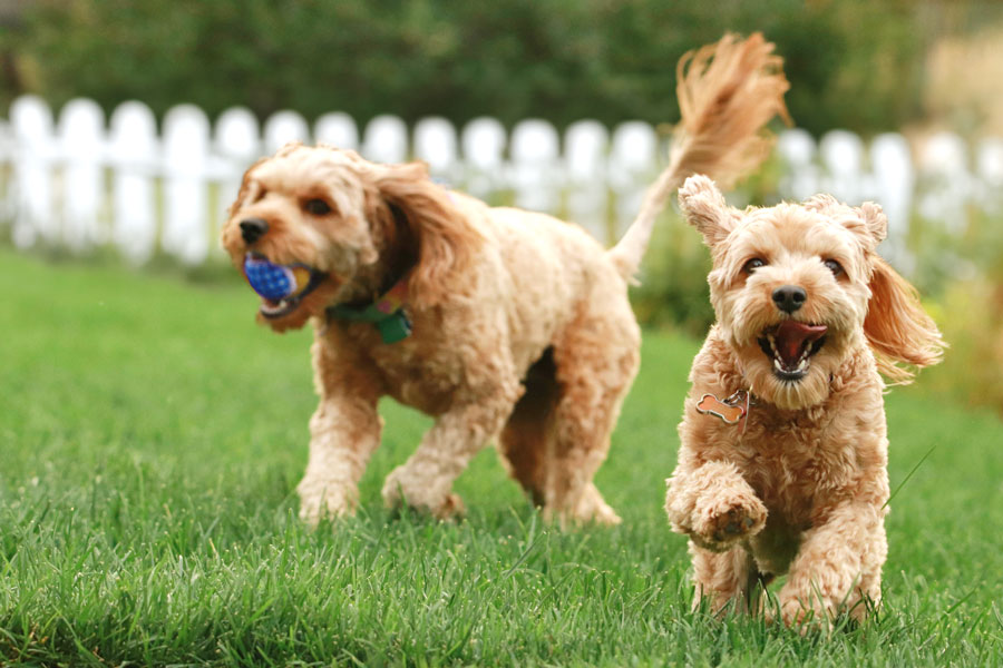 Ear Cleaning Is a Major Health Concern for your Furry Friends Health