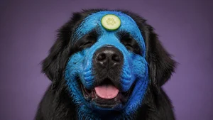 A massive Newfoundland dog with a bright blue