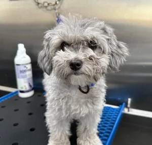 A small, silver curly-haired dog stands calmly on a professional grooming table inside our mobile salon with specialized products nearby