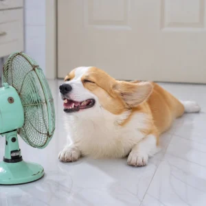 A funny, high-resolution photo of a Corgi lying completely flat ('splooting') on a shiny, cool marble floor with a small vintage fan blowing directly onto its face, making its ears flap back.