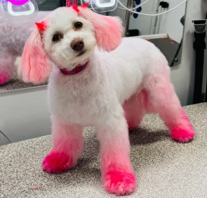 A small white dog poses inside a mobile grooming unit with custom, pet-safe pink dye on the ears and a vibrant pink ombre effect on the legs.