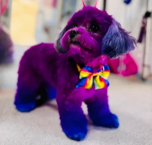A small dog with professional ombre dye on the ears and paws, finished with pink bows: a true example of creative, high-end grooming.