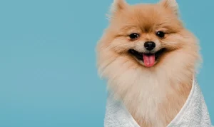 A happy, fluffy Pomeranian wrapped in a soft white towel after a professional bath, looking refreshed and pampered.