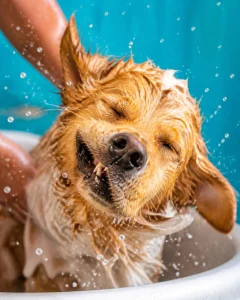 A hilarious photo of a dog mid-sneeze during a bath with soap suds flying