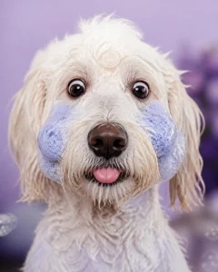 A fluffy white dog enjoying a blueberry facial with blue soap bubbles on its face