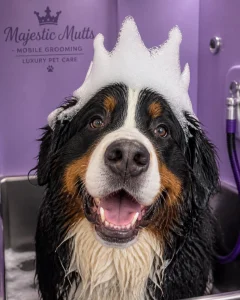 A large dog with a mountain of bubbles on its head