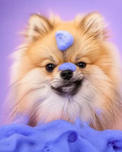A funny close-up of a tiny Pomeranian with blueberry facial foam on its face looking confused