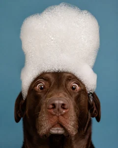 A chocolate Labrador Retriever with a mountain of white soap bubbles sitting on his head like a chef's hat, looking wide-eyed and comical.
