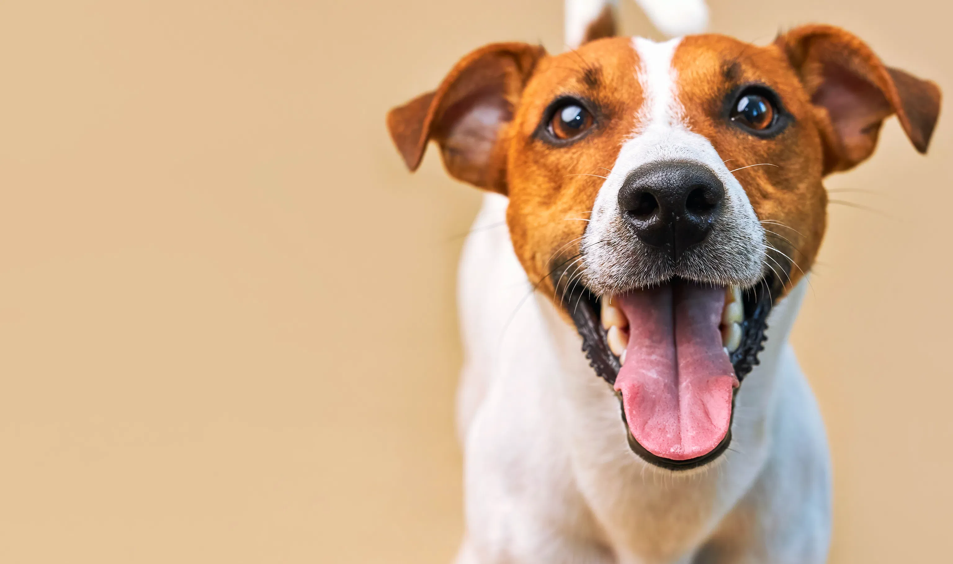 Freshly groomed Jack Russell Terrier showing joy and a healthy, shiny coat