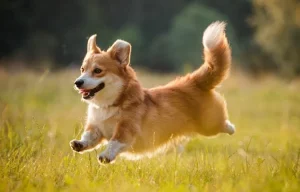 Majestic and playful pup after a grooming session