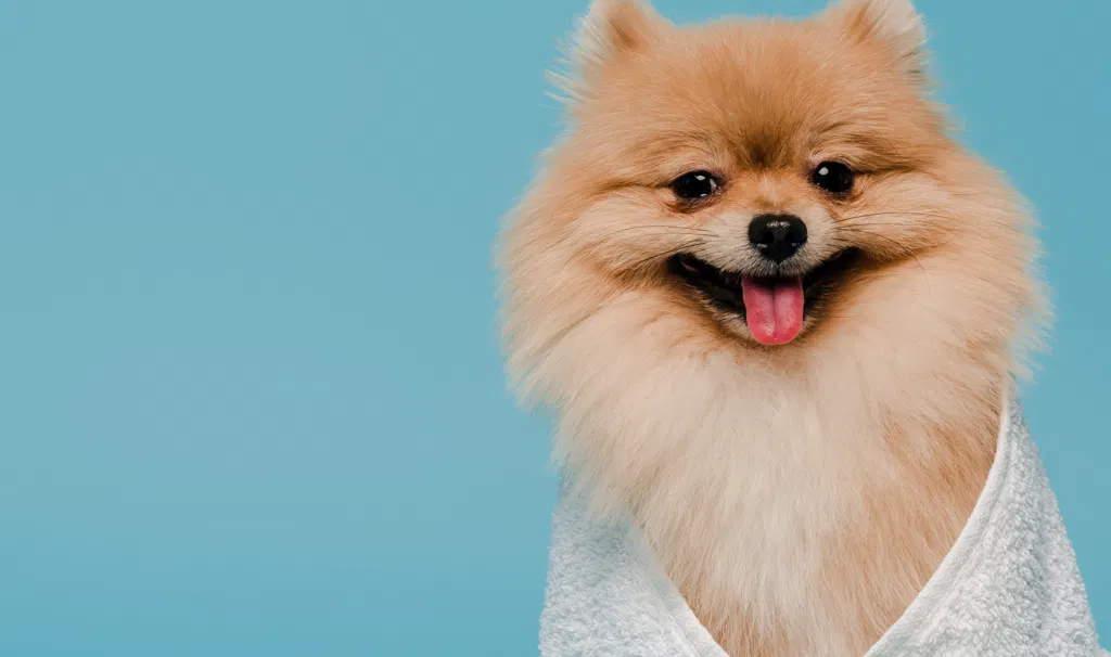 McKinney Mobile Dog Groomer: The Ultimate De-Shedding & Summer Coat Care Guide for Large and Small Dogs