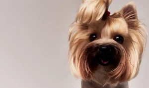 Professionally groomed Yorkshire Terrier with a clean, silky coat and red bow