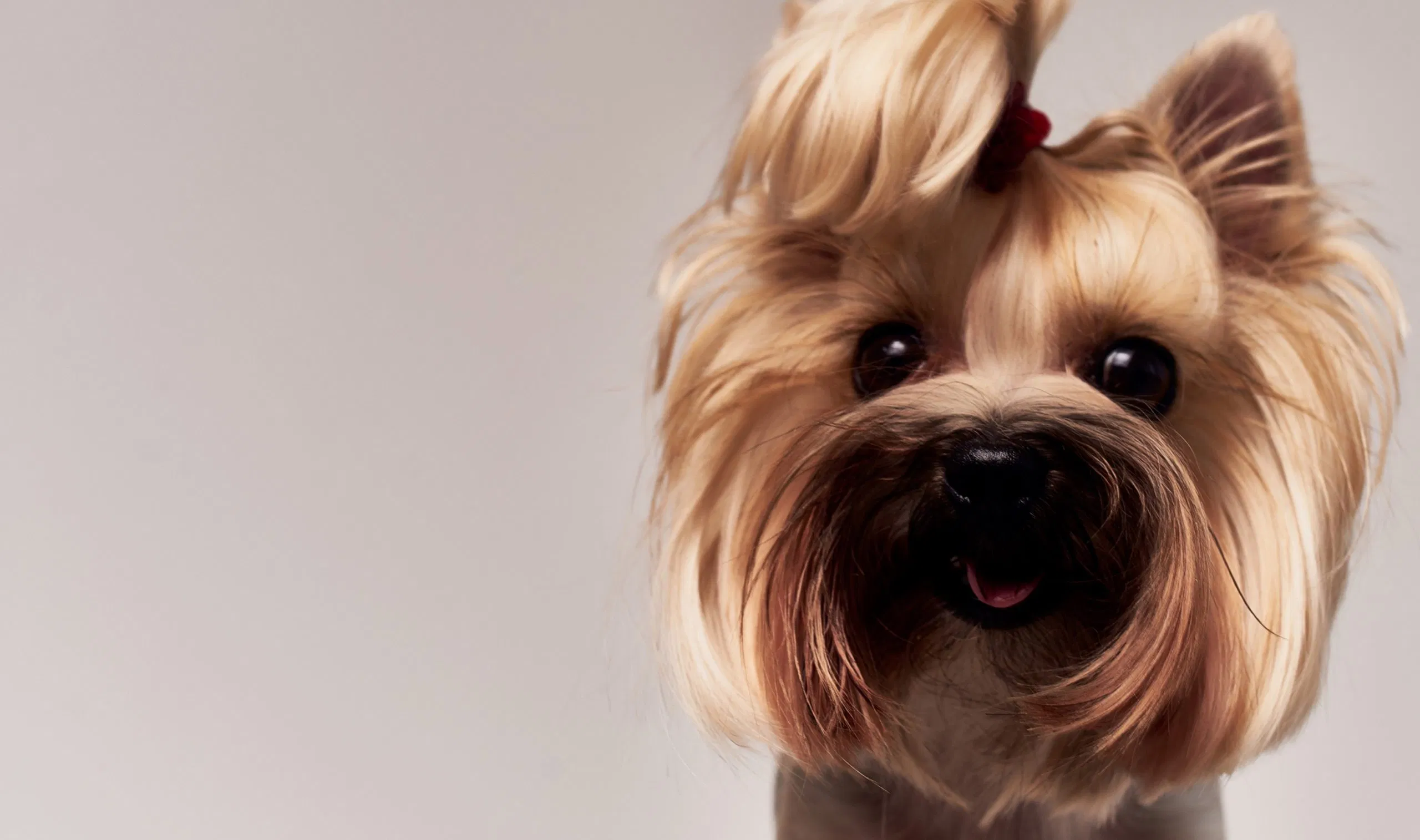 Professionally groomed Yorkshire Terrier with a clean, silky coat and red bow